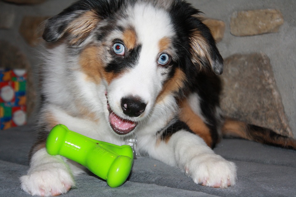 puppy-Aussie