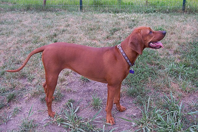 redbone coonhound hunting