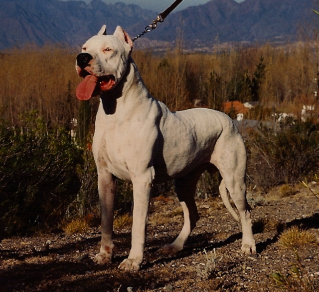 The Dogo Argentino - The Academic Hound