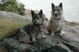 Swedish Vallhunds