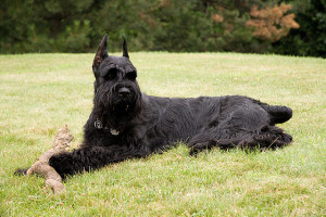 Giant Schnauzer Austin