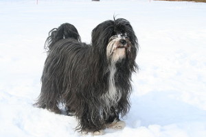 Tibetan Terrier