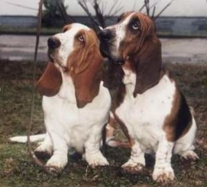 Basset Hounds