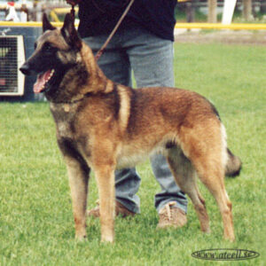 Malinois Austin