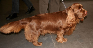 Susses Spaniel