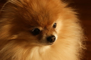 Pomeranian