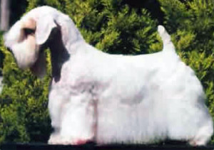 Sealyham Terrier