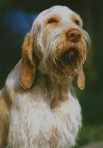 Spinone Italiano