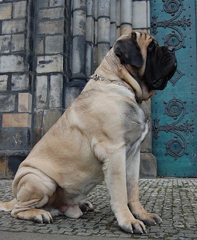 Mastiff