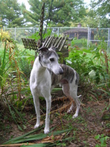 Whippet