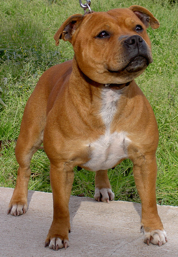 Staffordshire-Bull-Terrier