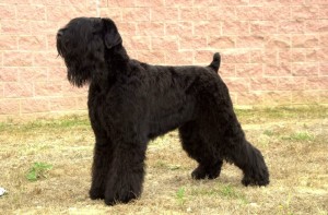 Black Russian Terrier