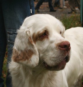 Clumber Spaniel