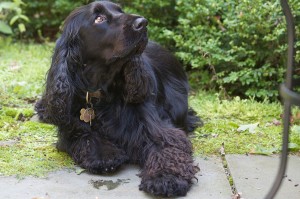 Field Spaniel