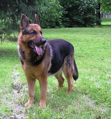 German-Shepherd-Dog-Austin