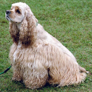 Cocker Spaniel