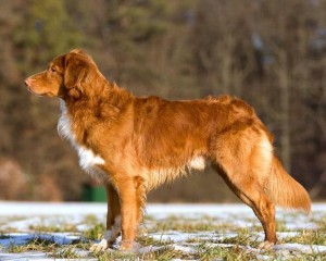 Nova Scotia Duck Tolling Retriever