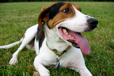 Treeing-Walker-Coonhound