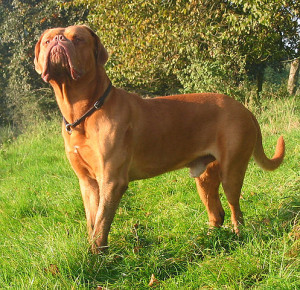 DogueDeBordeaux