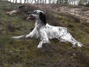 English Setter