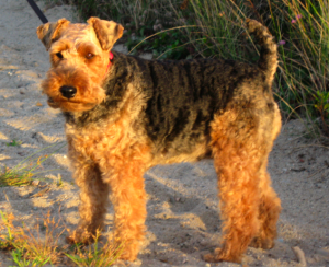 Welsh Terrier Travis county