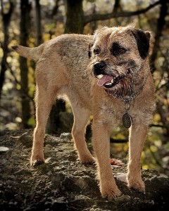 Border Terrier