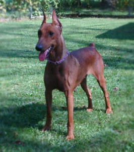 German Pinscher