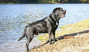 Labrador Retriever Austin