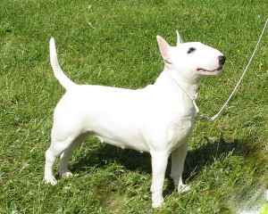 Miniature Bull Terrier