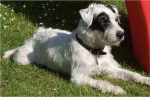 Parson Russell Terrier