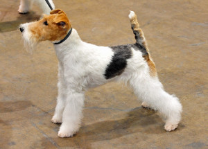 Wire Fox Terrier