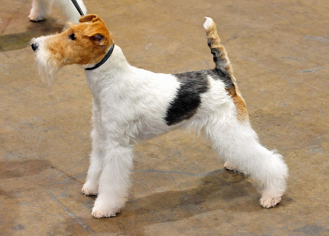 Wire-Fox-Terrier