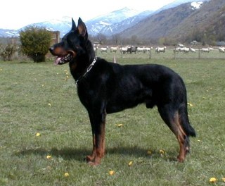 is the beauceron considered aggressive