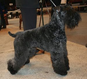 Kerry Blue Terrier