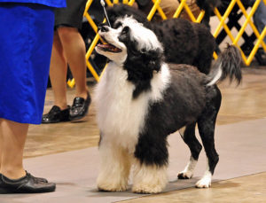 Portuguese Water Dog