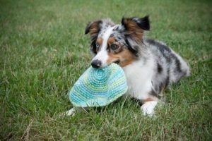 Miniature American Shepherd