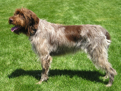 Wirehaired-Pointing-Griffon
