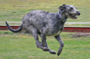 Irish Wolfhound