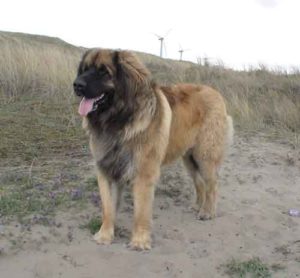 Leonberger