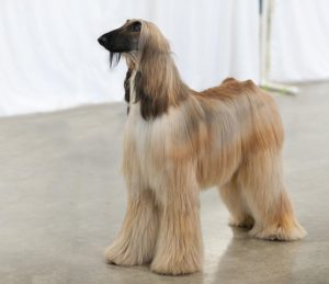 Afghan Hound