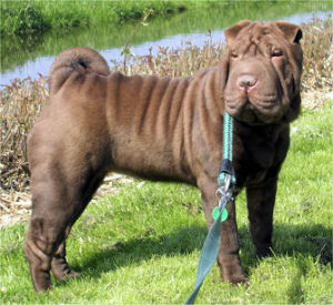 Chinese Shar-Pei