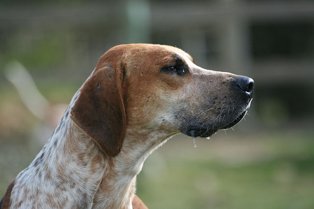 English-Foxhound