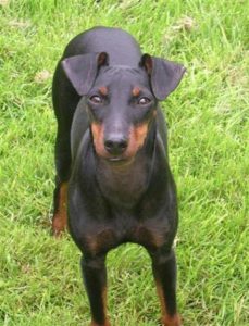 Manchester Terrier