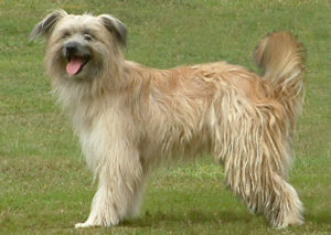 Pyrenean Shepherd