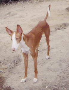 Ibizan Hound