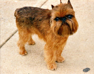 Brussels Griffon