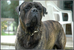 Bullmastiff