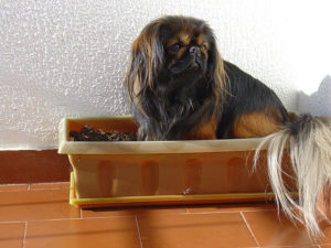 Pekingese