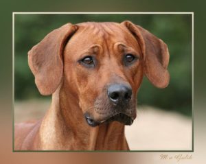 Rhodesian Ridgeback