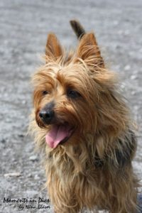 Australian Terrier